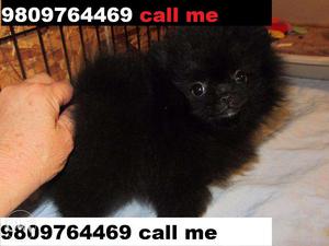 Minicher Pomeranian Small type for sell CALL ME