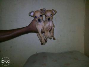Minpin & Rottweiler puppy for sale