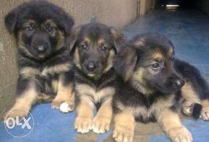MrDogJaipur Dark color German Shepherd puppies for in