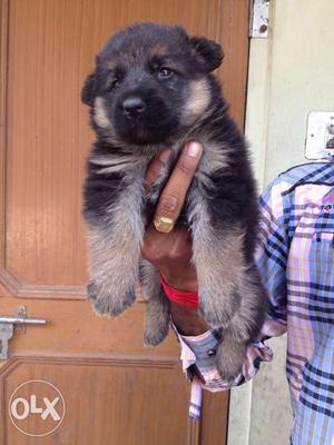 MrDogJaipur fit and fine and best for German Shepherd