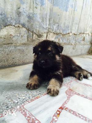 MrDogJaipur one month male German Shepherd puppy073