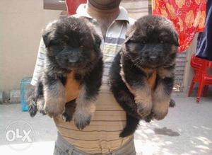 MrDogJaipur very heavy active German Shepherd pups