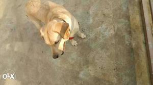 My cute pappy Labrador retriever 1 year old femal