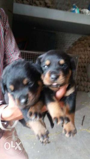 O512 rott females one month old  and male 
