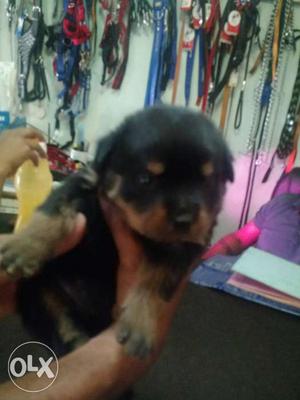 One month old Rottweiler female for sale