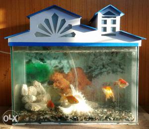 Only 2 mnt old aquarium fr sell. very good condition.