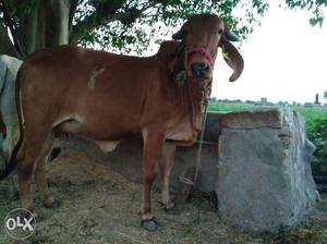 Original gir breed cow in junagadh. His mother