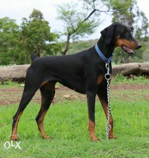 Original quality Doberman female