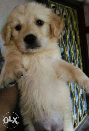Outstanding Golden Retriever male puppy For Sale.