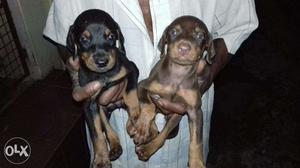 Pedigreed show quality doberman puppies for sale