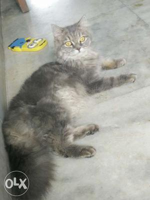 Persian Cat, Unique Colour: Spanish Grey n White