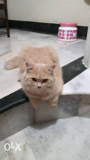 Persian cat 9months old