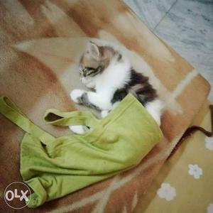 Persian kitten, semi punch