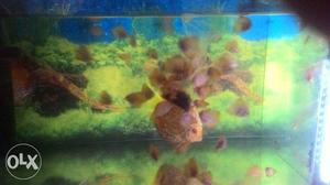 Pigeon bloods Discus for sell 50 discus having 2
