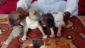 Pitbull puppies available