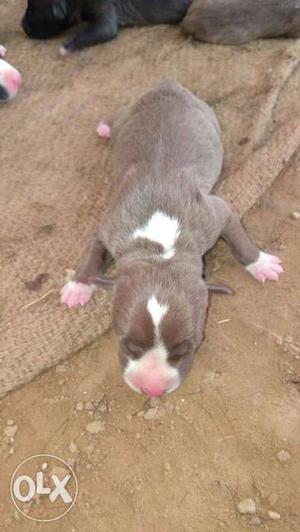 Pitbull pups for sale top quality father baaz ka