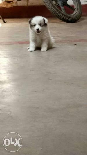 Pomeranian 2 Month puppy  rs for puppy and