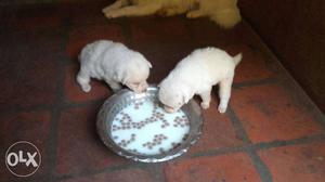Pomerian puppies available for sales