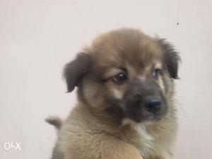 Pomorenian Puppies For Sale