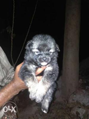 Pomrariyan puppy' good quality stutt color black