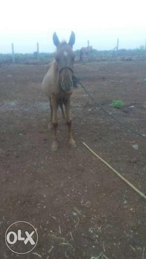 Pony horse female size 33 color red my