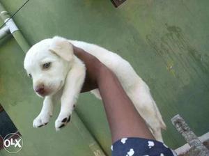 Pruvan lab male for sale pure breed lineage good