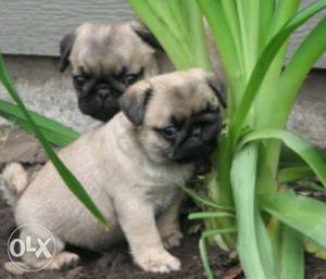 Pug Puppies with all vaccinations