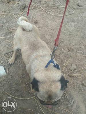 Pug female 3 years old for sale or exchange