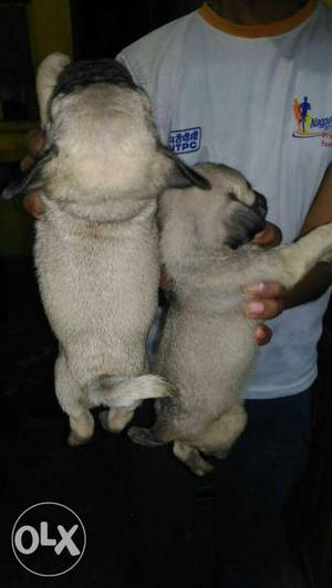 Pug puppies available male  Female  all