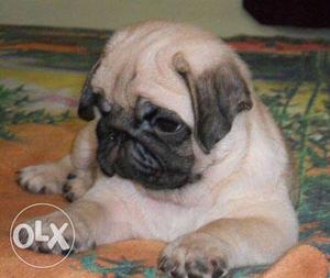 Pug puppies for sell in south delhi