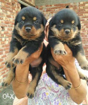 Punch face rich tan color Rottweiler female puppy