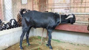 Pure Osmanabadi male goat for sale in pune