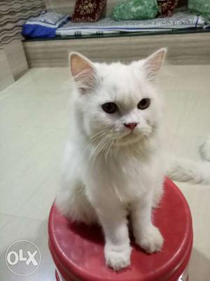 Pure Persian male cat 4 months old doll face