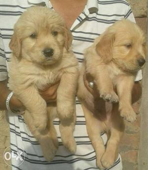 Pure breed golden retrievr pups available fr