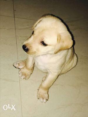 Pure breed labrador 1 month old puppy