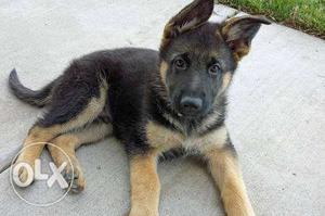 Pure breed of german shephard dog. bred in house