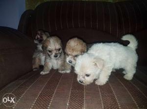 Pure lasa puppies 33 days only for more detail