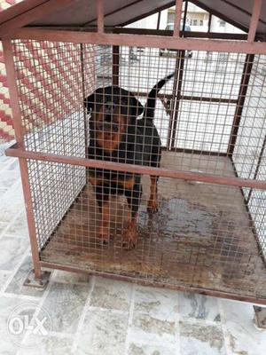 Pure rottwiller dog male 2 years age bhot nice h