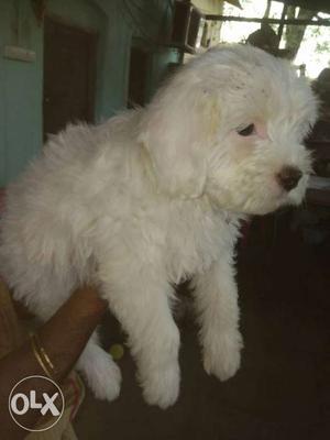 Pure white and golden coloured lasa apso Puppies available