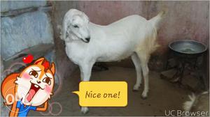 Pure white goat non other colour in boddy.heavy