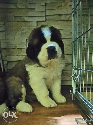 Quality, No St.Bernard male Puppy very Best in Dog kennel