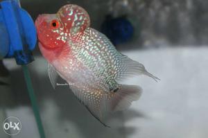 RK Aquatics show grade Flowerhorn fishes at best