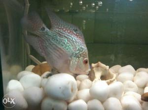 Red And Silver shot bodyFlowerhorn Fish