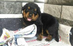 Rott puppy for sale