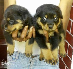 Rottweiler available male  female  all