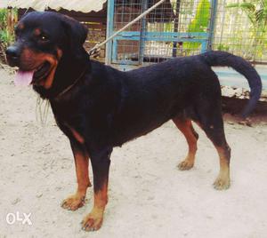 Rottweiler female 2year not matted yet very