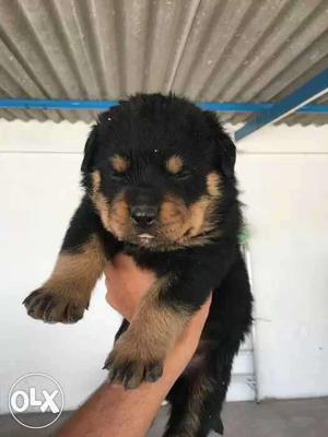 Rottweiler fimale import line puppy