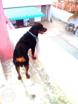 Rottweiler matting ₹r give 1puppy from matted