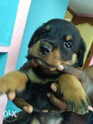Rottweiler puppies for sale. imported puppies