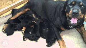 Rottweiler puppy male female 45 days old